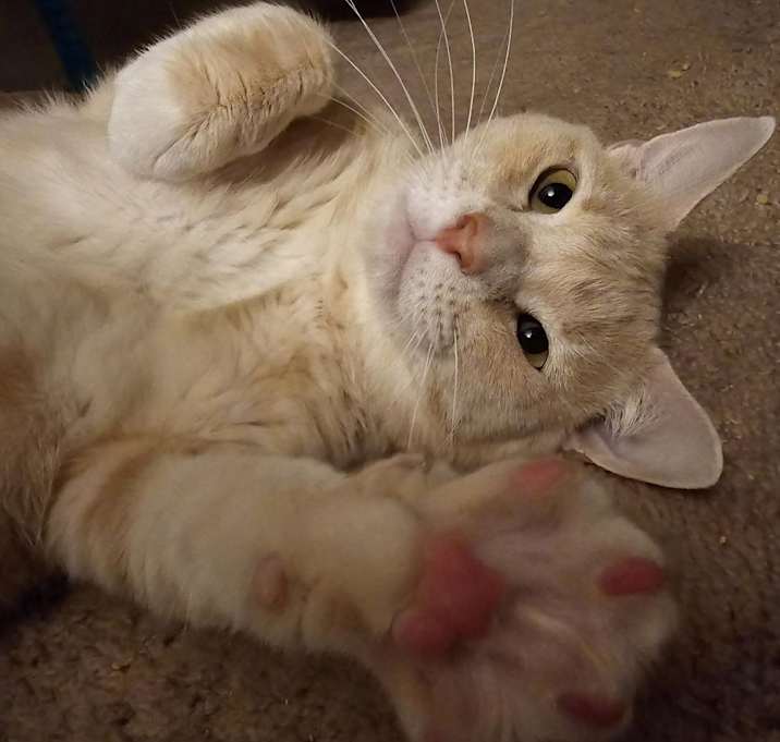 Photo of Chunky