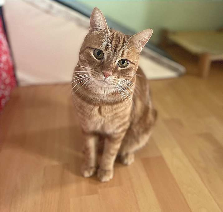 Photo of Hobi