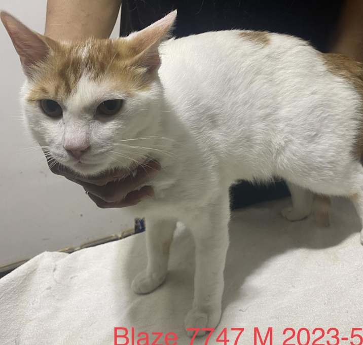 Photo of Blaze 7747