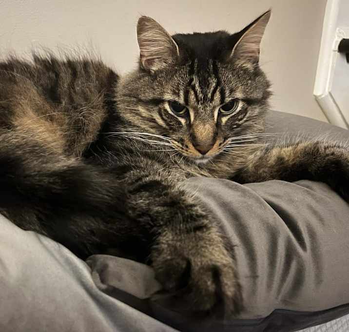 Photo of Oliver