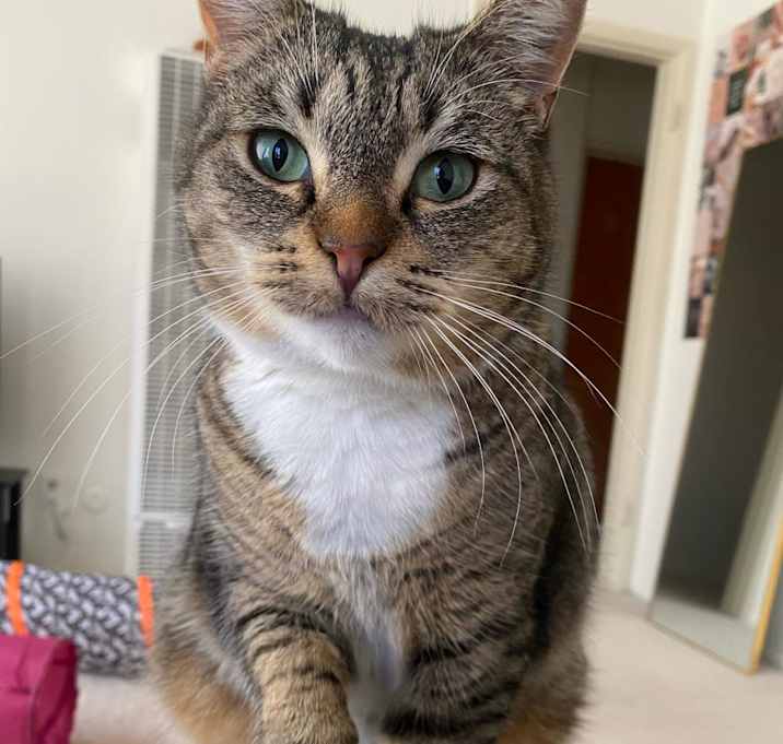 Photo of Pumpkie