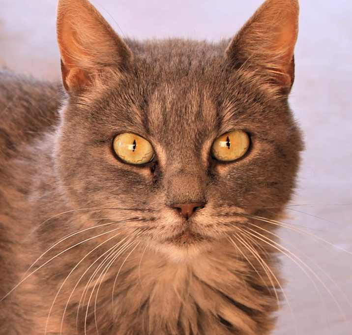 Photo of Echo