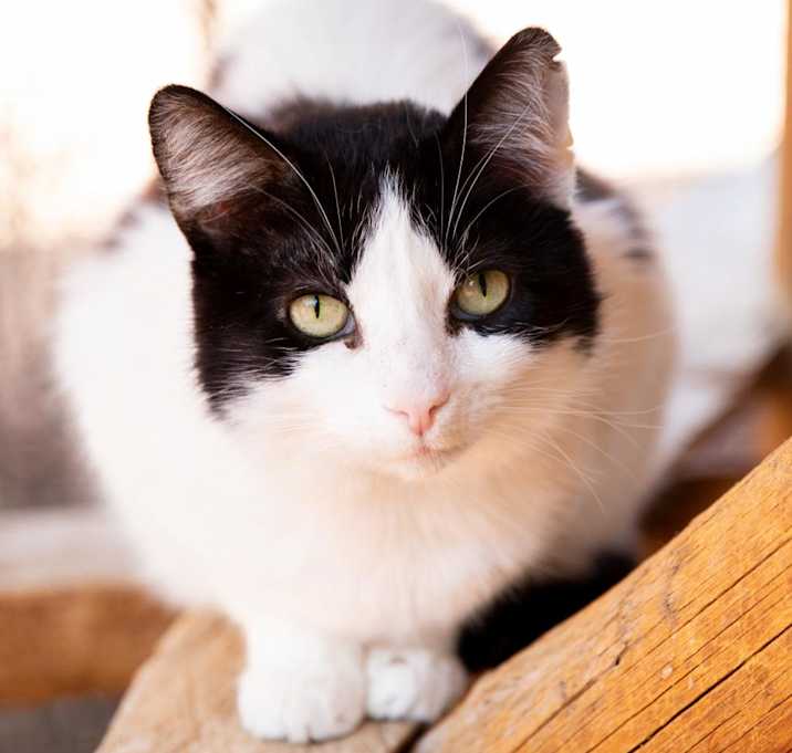 Photo of Brownie