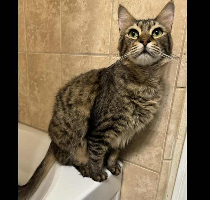 Photo of Cocoa