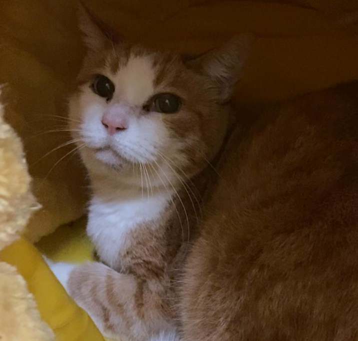 Photo of Miss Buttercup