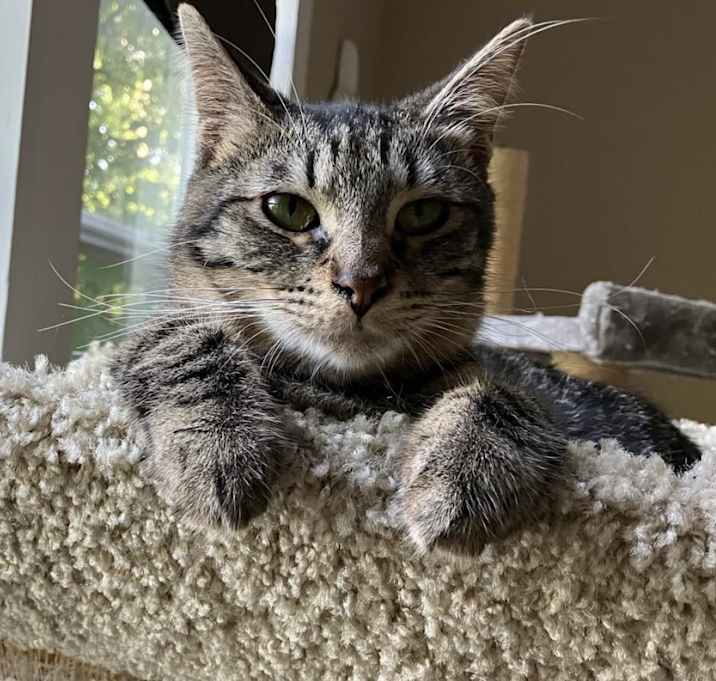 Photo of Pinecone