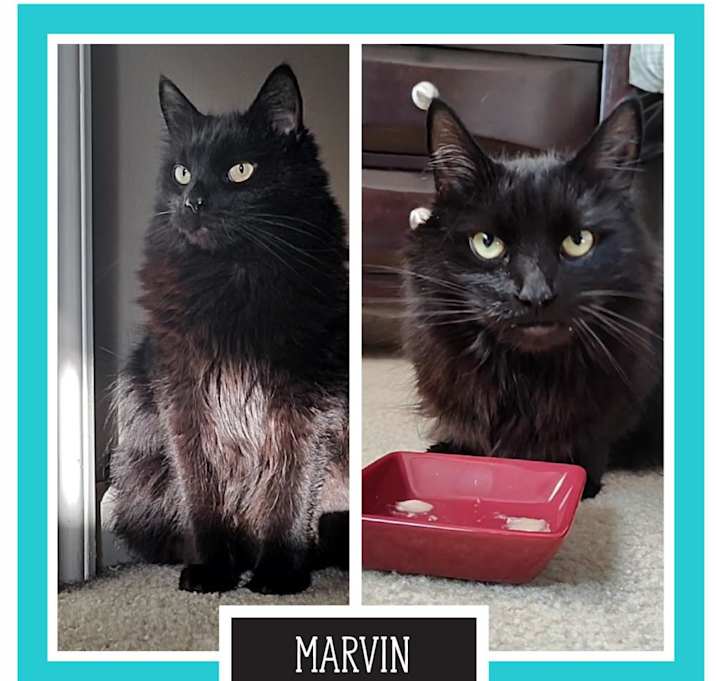 Photo of Marvin