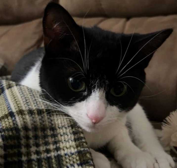 Photo of Shiloh