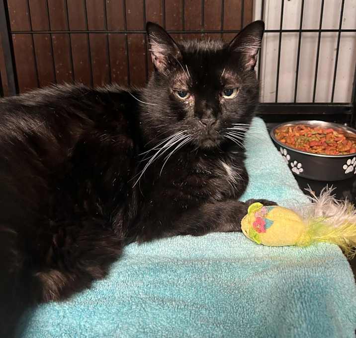Photo of Midnight
