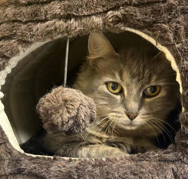 Photo of Layton fka Layla