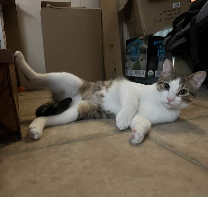 Photo of Ham