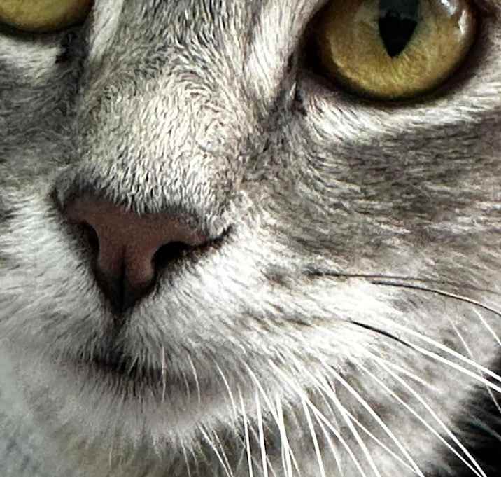 Photo of Sweet Pea