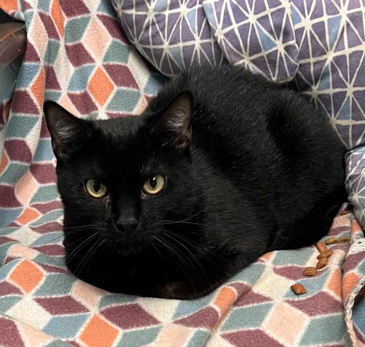 Photo of Smudge