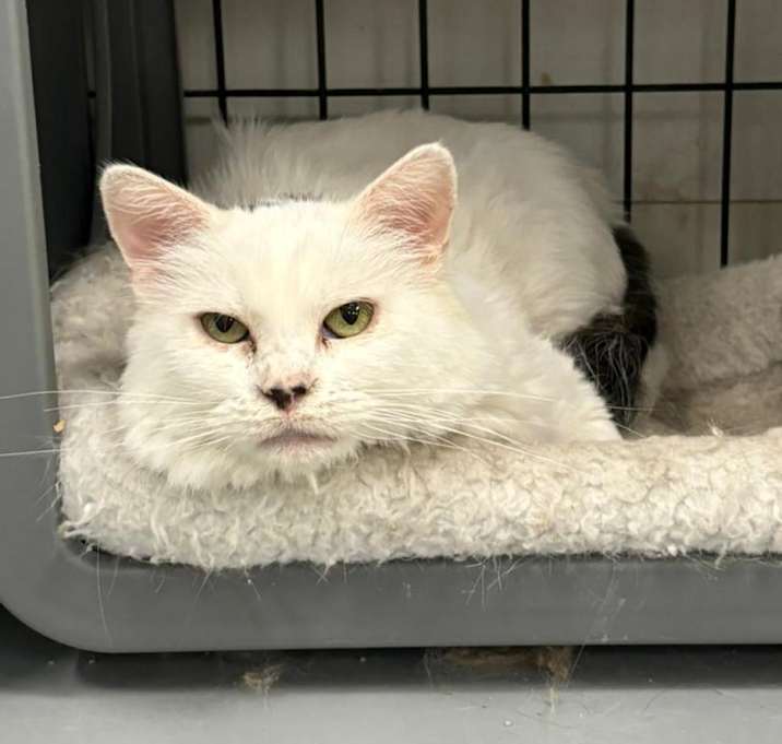 Photo of Sugar