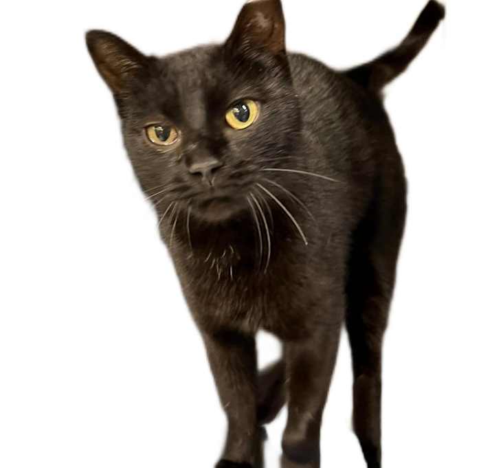 Photo of BeeBee