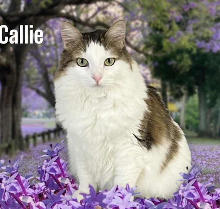 Photo of Callie