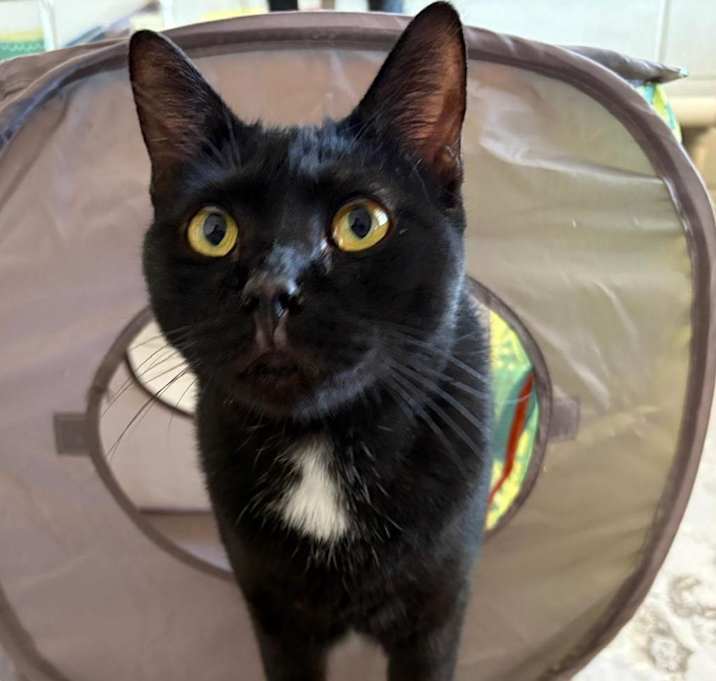 Photo of Onyx
