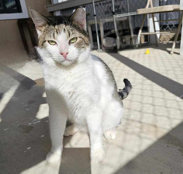 Photo of Simon - Working Cat