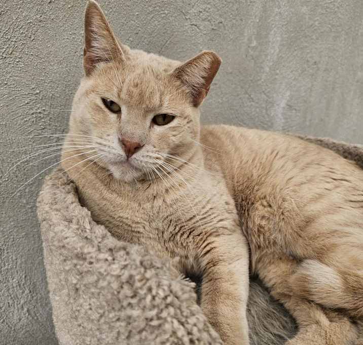 Photo of Blaze - Working Cat