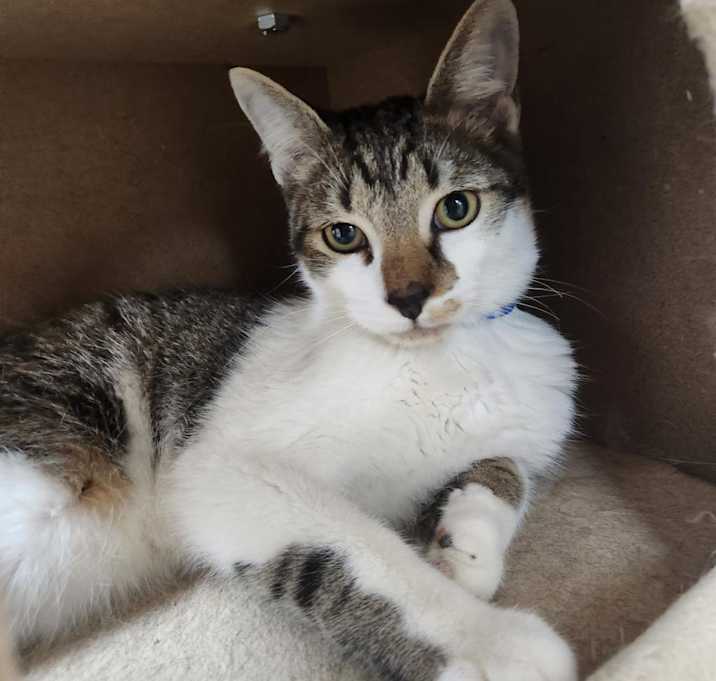 Photo of Bagel-Working Cat