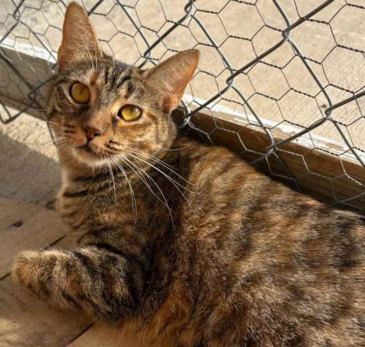 Photo of Cranberry- Working Cat