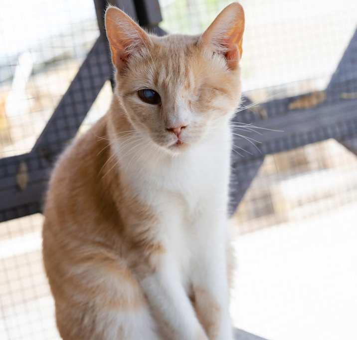 Photo of Debbie - Working Cat