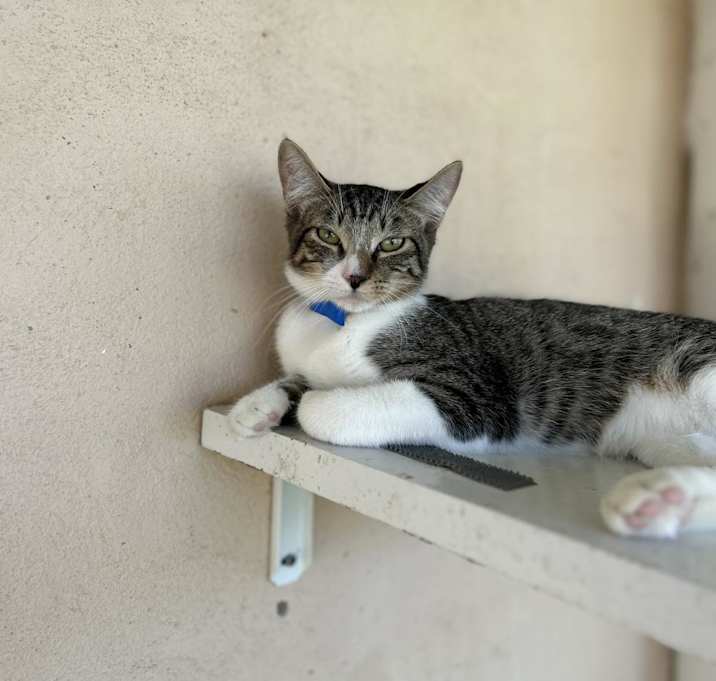 Photo of Ray- Working Cat
