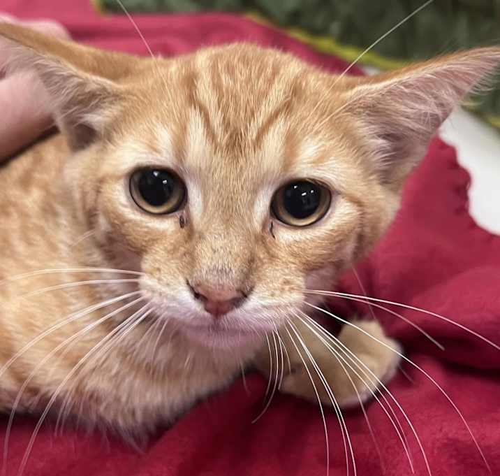 Photo of Cheeto