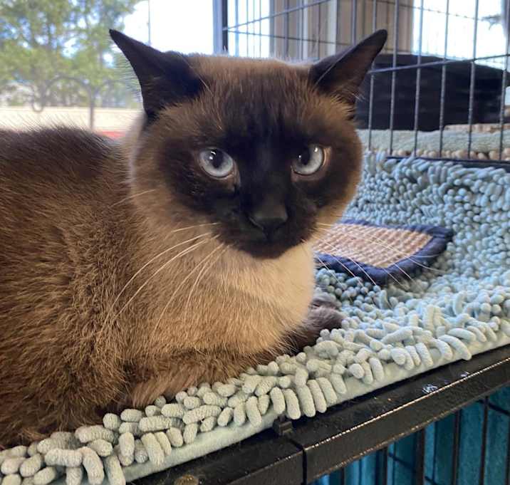 Photo of Whisper