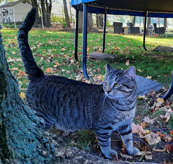 Photo of Shadow