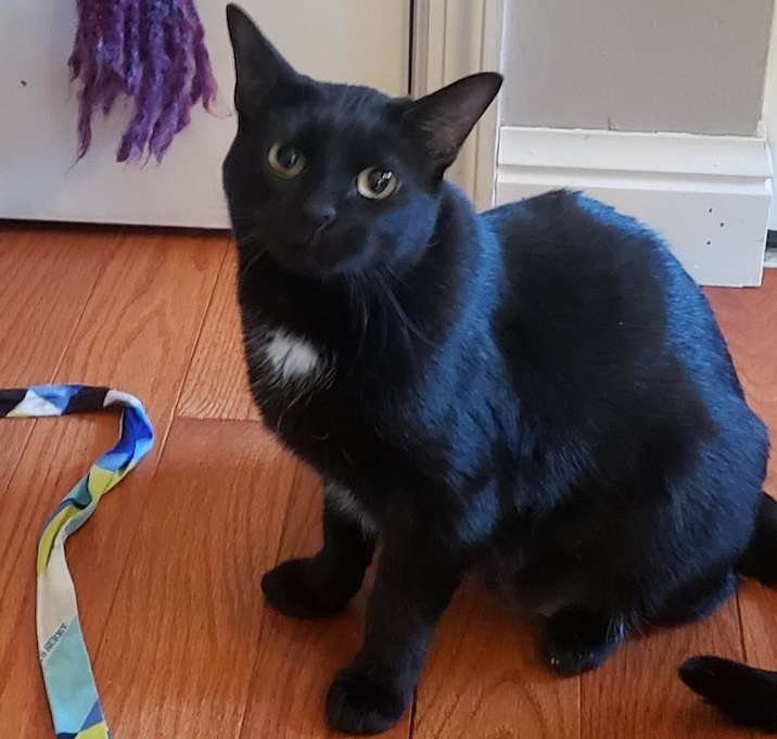 Photo of Chica