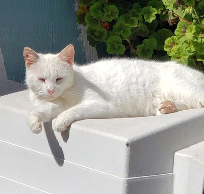 Photo of Atticus