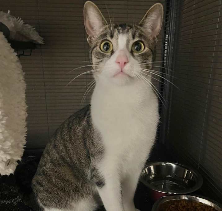 Photo of Tako