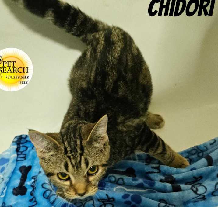 Photo of Chidori