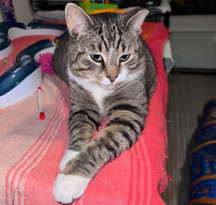 Photo of Puddington