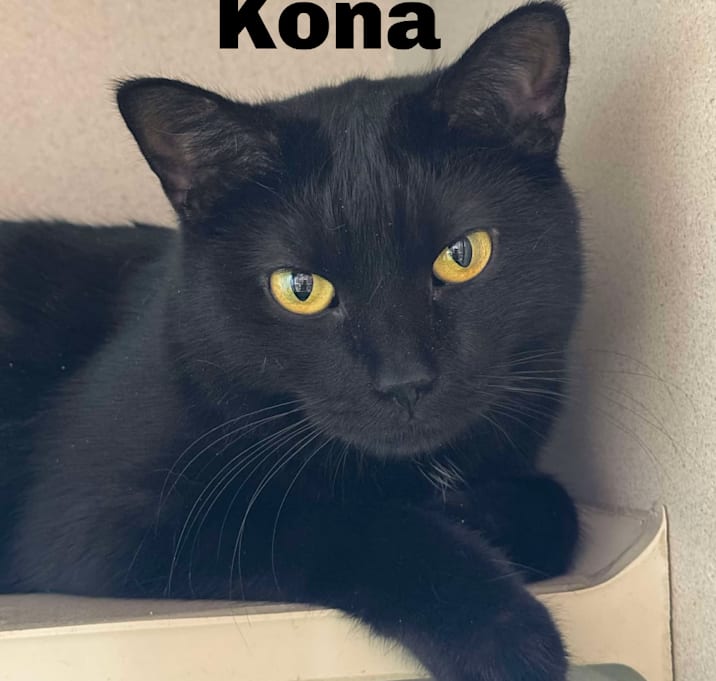 Photo of Kona 230794