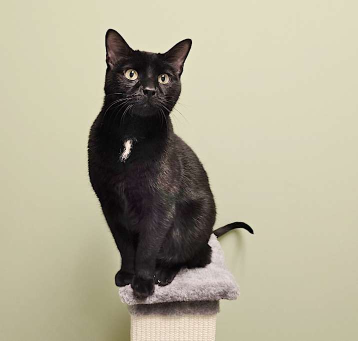 Photo of Liberty - available for Foster to Adopt