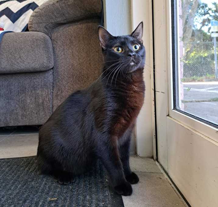 Photo of Cassidy