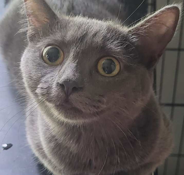 Photo of Misty
