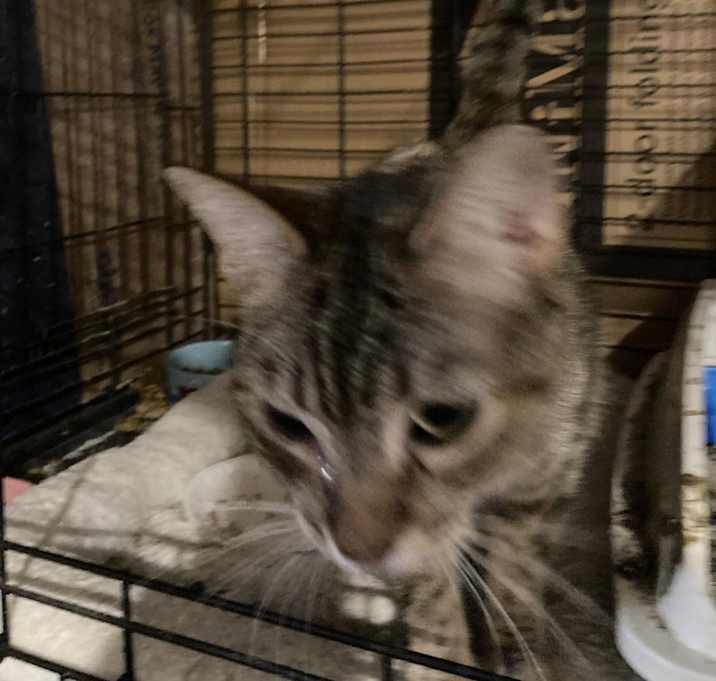 Photo of Clover
