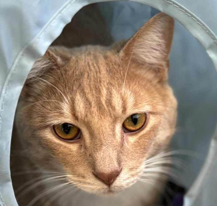 Photo of Turnip