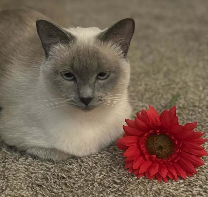 Photo of Avery