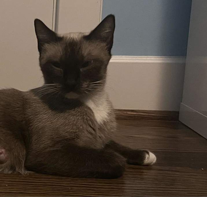 Photo of Gracie