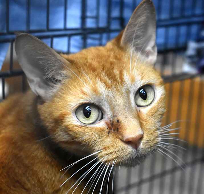 Photo of Dexter
