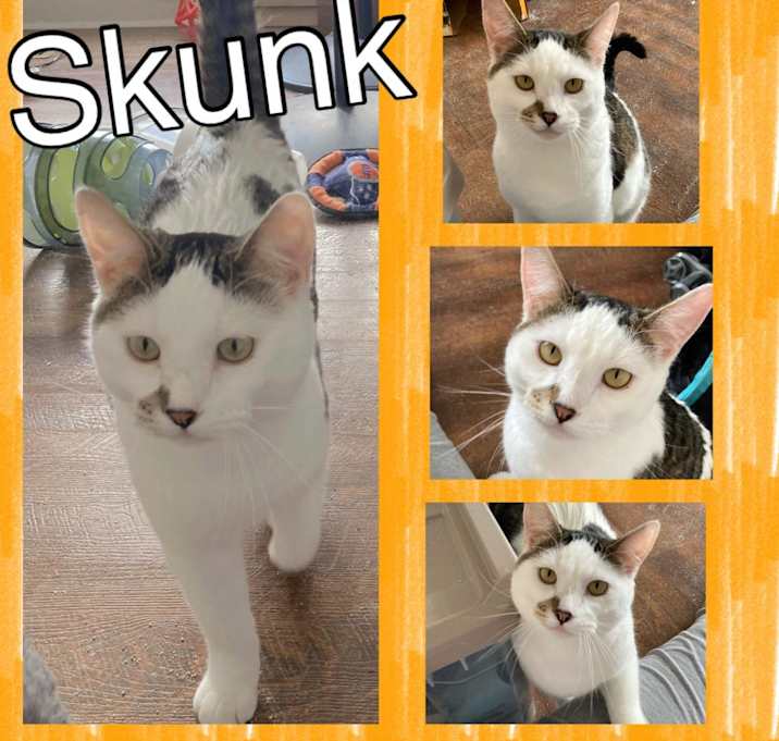 Photo of Skunk