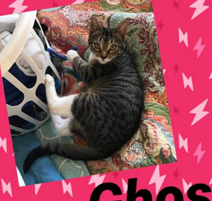 Photo of Ghost