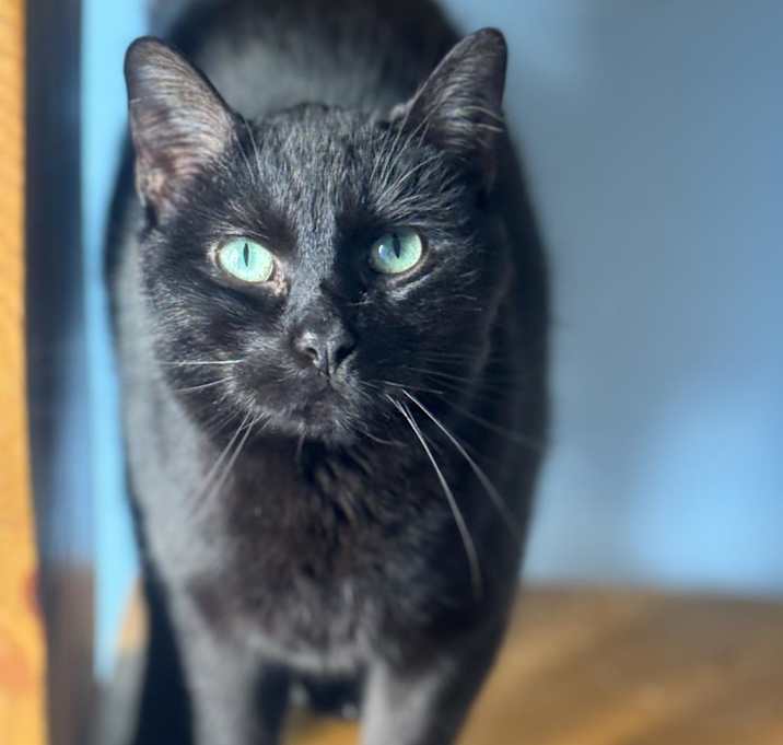 Photo of Peanut