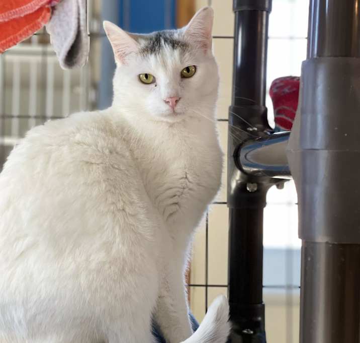 Photo of Chat