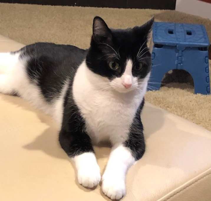 Photo of Oreo