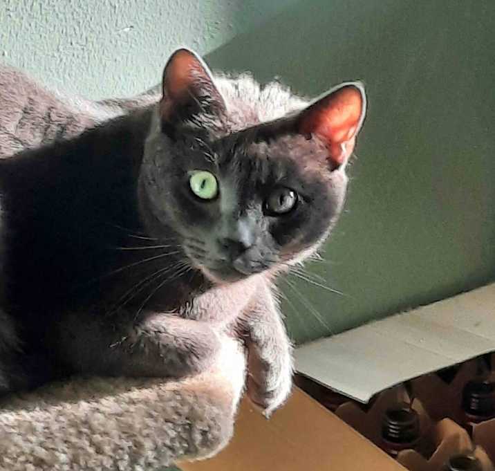 Photo of Scoots